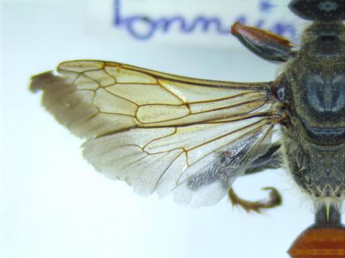 Sphex funerarius